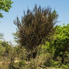 Image result for Rhynchosia alluaudii