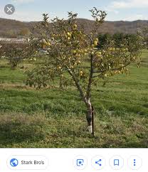 The word shrub is not a botanical term,. What Are Some Nice Fruit Trees That Don T Grow Big And Can Be Planted In A Backyard Quora