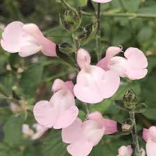 Image result for Sebaea microphylla