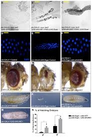 Choosing the best pest control provider. Cells Free Full Text Drosophila Huwe1 Ubiquitin Ligase Regulates Endoreplication And Antagonizes Jnk Signaling During Salivary Gland Development Html