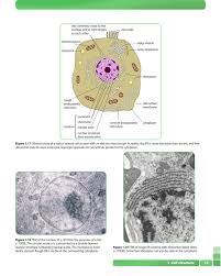 Maybe you would like to learn more about one of these? Cambridge International As And A Level Biology Coursebook Third Edition By Cambridge University Press Education Issuu