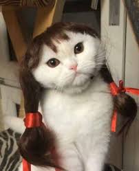 Random Overload 37 Pics Funny Animals Animals Funny Cats Cute Cats