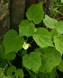Image result for Pavonia burchellii