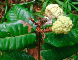 Image result for Voacanga chalotiana