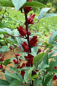 Image result for Hibiscus sabdariffa