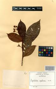 Image result for Psychotria vogeliana