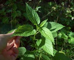 Check spelling or type a new query. Diuretic Wild Medicinal