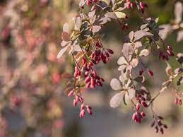 For example, when you still need to dig out a barberry to transplant it to another place. Barberry Plant Information Growing And Caring For Barberry Shrubs