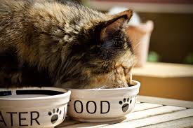 What about the calories in cat food? Cat Calorie Calculator How Many Calories Do Cats Need Cat Feeding