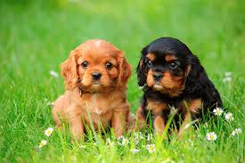 If you are unable to find your companion in our dogs for adoption sections, please consider looking thru the directory of rescue organizations, to see if they have any current dogs for adoption listings. Cavalier King Charles Spaniel Puppies For Sale Teacupuppiesforsale