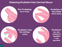After ovulation, cervical mucus will begin to dry up and thicken if the woman is not pregnant. How To Check Your Cervical Mucus And Detect Ovulation