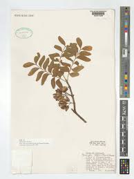 Image result for Ptaeroxylon obliquum