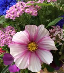 Growing cut flowers in scotland. A Journey Growing Cut Flowers In A Scottish Garden Gardening Know How S Blog