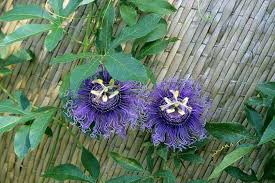 Attracting Butterflies To Your Miami Garden The 16 Best Butterfly Attracting Plants For Sou Florida Botanical Gardens Flowers For Butterflies Flowering Vines
