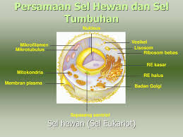 Sel hewan merupakan bentuk sel eukariotik yang menyusun jaringan pada hewan. Bab 1 Sel Ppt Download