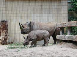 Zoologischer garten frankfurt | zoos, tiergärten und wildparks in deutschland. Die Geschichte Der Spitzmaulnashorner Im Frankfurter Zoo Zoologische Gesellschaft Frankfurt