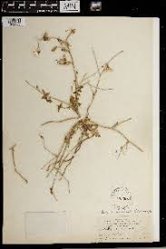 Image result for Launaea violacea