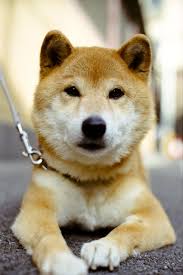 shiba inuhttps i redd it oo7q7x29arr11 jpg 芝犬 柴犬 犬