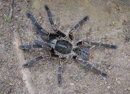 Image result for Megaloprotachne