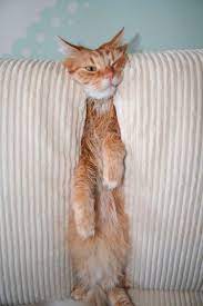 Um Little Help 20 Animals Who Got Stuck In Funny Places Cute Cats Cats Cat Care