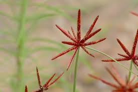 Image result for Cyperaceae