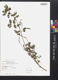 Image result for Indigofera subulata