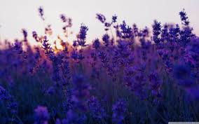 Lilac Aesthetic Laptop Wallpapers Wallpaper Cave Purple aesthetic laptop background reblog if wallpaper aesthetic desktop wallpaper laptop wallpaper desktop wallpapers aesthetic watercolor lavender swirl paint dreams macbook desktop and laptop free wallpaper in 2020 cute desktop wallpaper iphone wallpaper vsco.