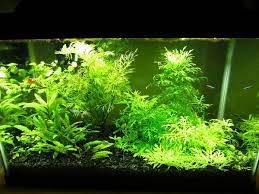 Amazonia ver.2 uses black soil for a raw material and it stands out against the leaf color of aquatic plants, and also includes amazonia supplement to enrich nutrients. Pin On Planted Aquariums