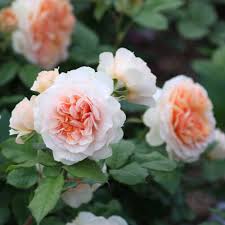 Xavier de Fraissinette®