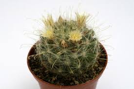 Image result for Rhynchosia baumii