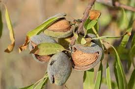 Dried fruit is a fruit that has been dried, either naturally or artificially by a machine, such as a dehydrator. Almonds Maturation Dried Fruits Free Photo On Pixabay