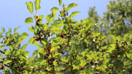 Blooms & Berries: Late Spring Foraging Walk
