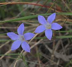 Join our friendly community that shares tips and ideas for gardens, along with seeds and plants. Royal Bluebell Wahlenbergia Gloriosa Jungledragon