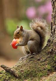 Pin On Squirrel