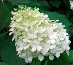 Image result for Motandra paniculata
