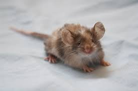 Pin By The Humane Society Of The Unit On Ruby Pet Mice Cute Animals Fancy Mouse