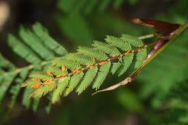 Image result for Acacia cornigera