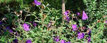 A wide variety of purple flowering bushes options are available to you, such as wedding, valentine's day and christmas.you can also there are 455 purple flowering bushes suppliers, mainly located in asia. Tibouchina Species Glory Bush Lasiandra Princess Flower Purple Glory Tree Tibouchina Urvilleana