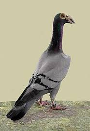 Pigeon Carrier - English Carrier - Английский Карьер Голубь - حمام زاجل  إنجليزيR - Youtube