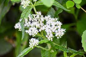These not only have the glorious display of pink springtime. Ten Chesapeake Bay Native Plants To Plant In Your Yard This Spring Chesapeake Bay Program