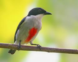 Black Bird With Red And Yellow Stripes On Wings The Red Keeled Flowerpecker Pet Birds Bird Species Bird