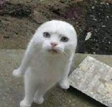 Kitty Cat Cats Kittens Kitten Cutecat Whitecat Funnycat Sillycat Lovecats Bestcats Cat Memes Funny Cats Animals