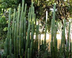 El peyote (mescalina) es un cactus pequeño y sin espinas cuyo ingrediente principal es la mescalina. Cactus San Pedro Ecured