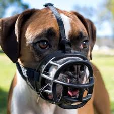 As you get to know your pup, you'll learn how to read its body language, recognize signs of stress, and be the best pet parent possible! Dog Muzzles When Why And How To Correctly Use Them American Kennel Club