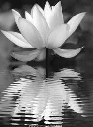 Black And White Lotus Flower Tattoo Pin By Judy On B W Life White Lotus Flower Lotus Art Glowing Flowers