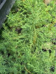 Image result for Cupressus arizonica