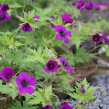 Image result for Geranium `Sandrine`