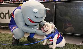 The retired western bulldogs mascot on facebook. Photo Gallery Sid Through The Years