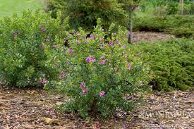 Image result for Polygala petitiana