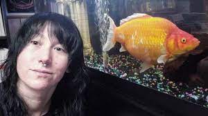 Jul 13, 2021 · goldfish may nibble at these, but it is such a fast growing plant it usually isn't a problem. Woman Wins Goldfish Which Grows To Massive 12 Inches And Eats Other Fish In Tank Ladbible